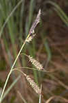 Barratt's sedge